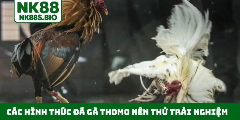 Các hình thức đá gà Thomo được lựa chọn xem nhiều