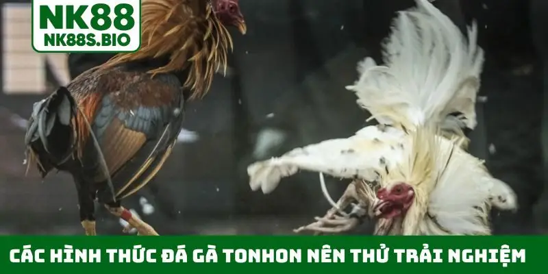 Các hình thức đá gà Tonhon nên thử trải nghiệm