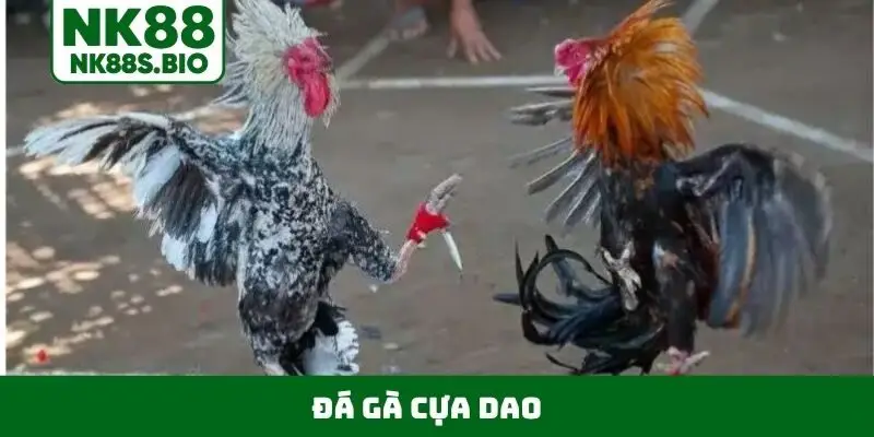 đá gà cựa dao