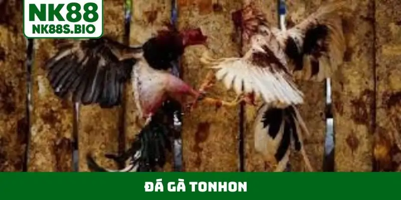 Đá gà Tonhon