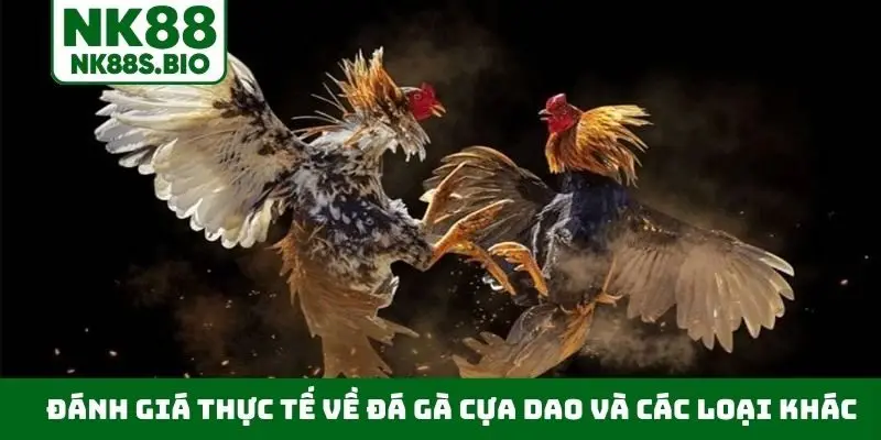 Đánh giá thực tế về đá gà cựa dao và các loại khác