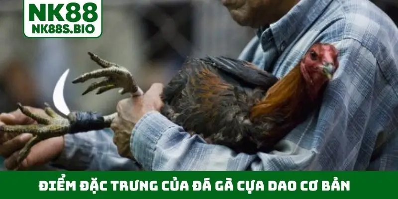 Điểm đặc trưng của đá gà cựa dao cơ bản