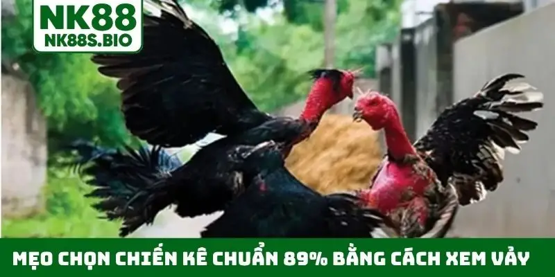 Mẹo chọn chiến kê chuẩn 89% bằng cách xem vảy