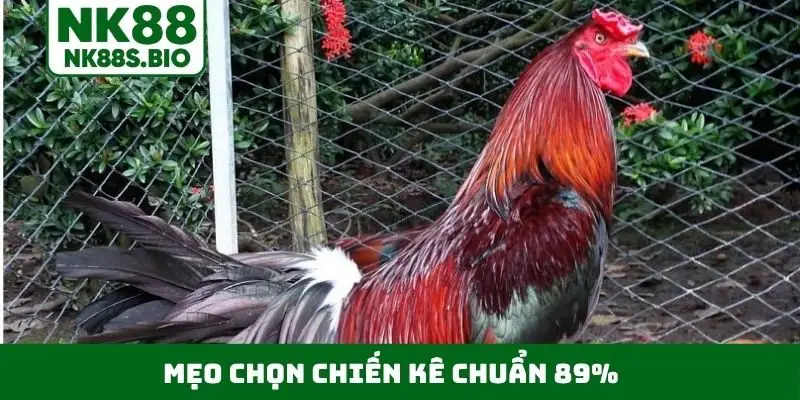 mẹo chọn chiến kê chuẩn 89