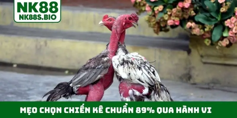 Mẹo chọn chiến kê chuẩn 89% qua hành vi