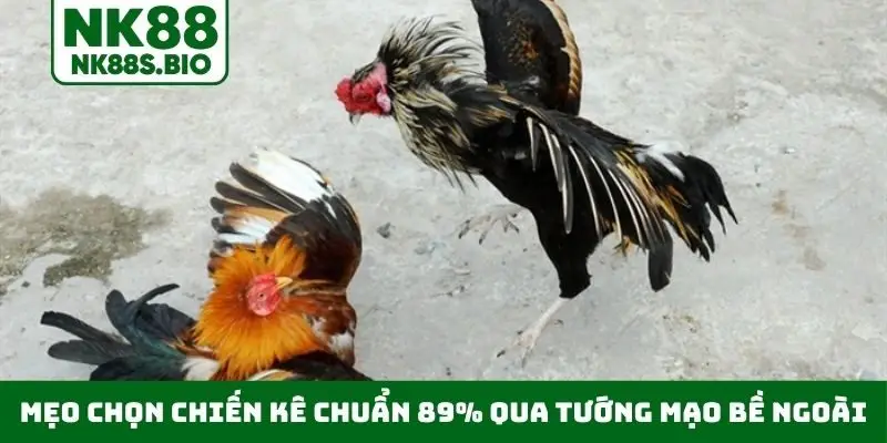Mẹo chọn chiến kê chuẩn 89% qua tướng mạo bề ngoài