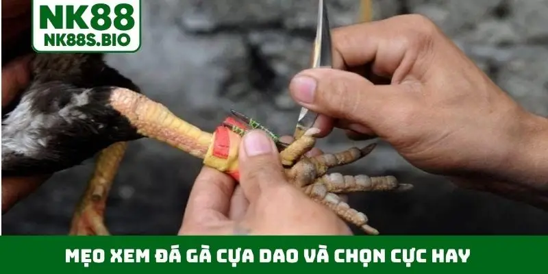 Mẹo xem đá gà cựa dao và chọn cực hay