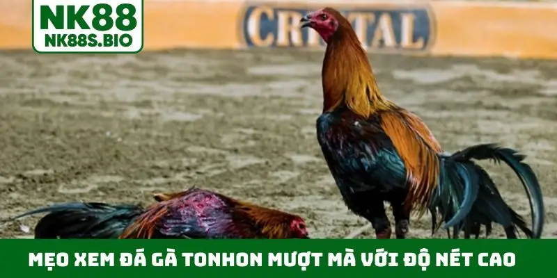 Mẹo xem đá gà Tonhon mượt mà với độ nét cao
