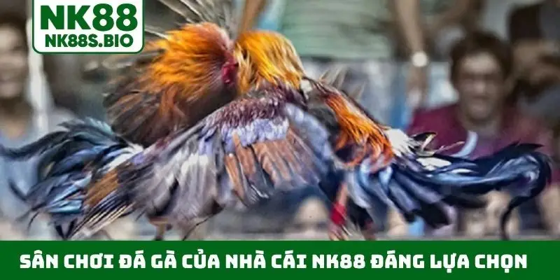 Sân chơi đá gà của nhà cái NK88 đáng lựa chọn