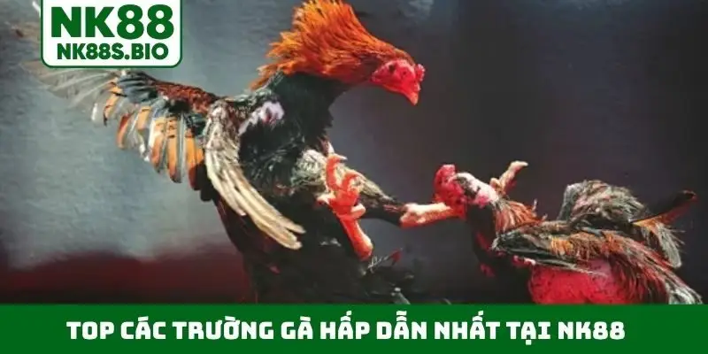 Top các trường gà hấp dẫn nhất tại NK88