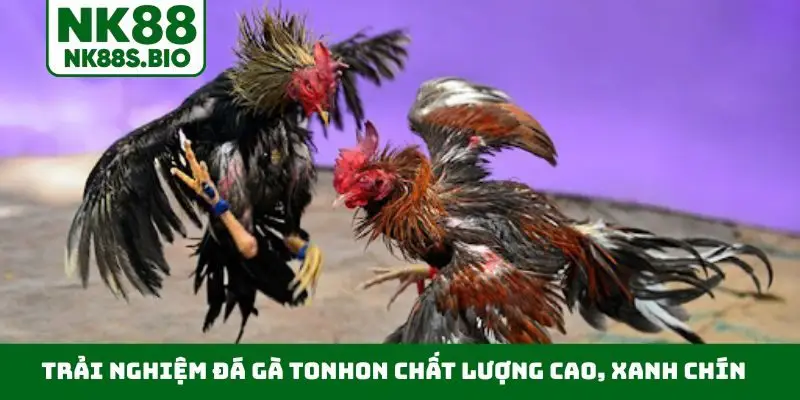 Trải nghiệm đá gà Tonhon chất lượng cao, xanh chín châu Á
