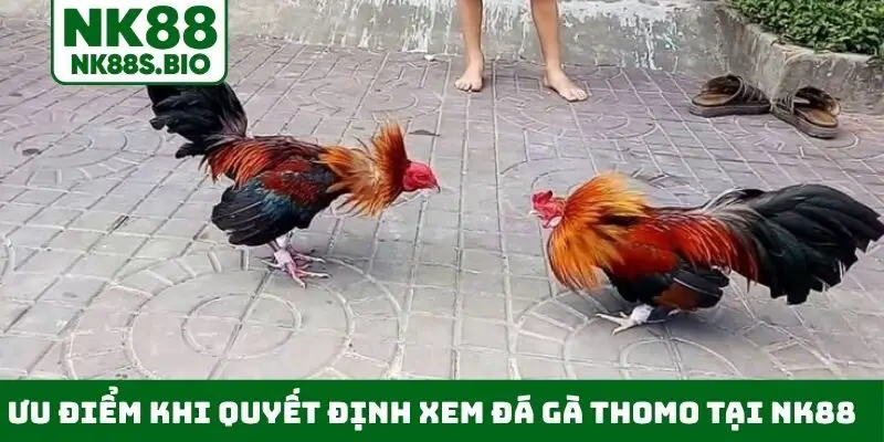 Ưu điểm khi quyết định xem đá gà Thomo tại NK88