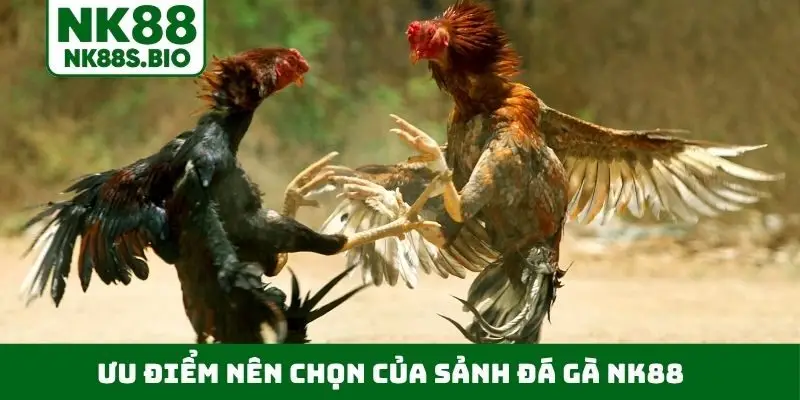 Ưu điểm nên chọn của sảnh đá gà NK88